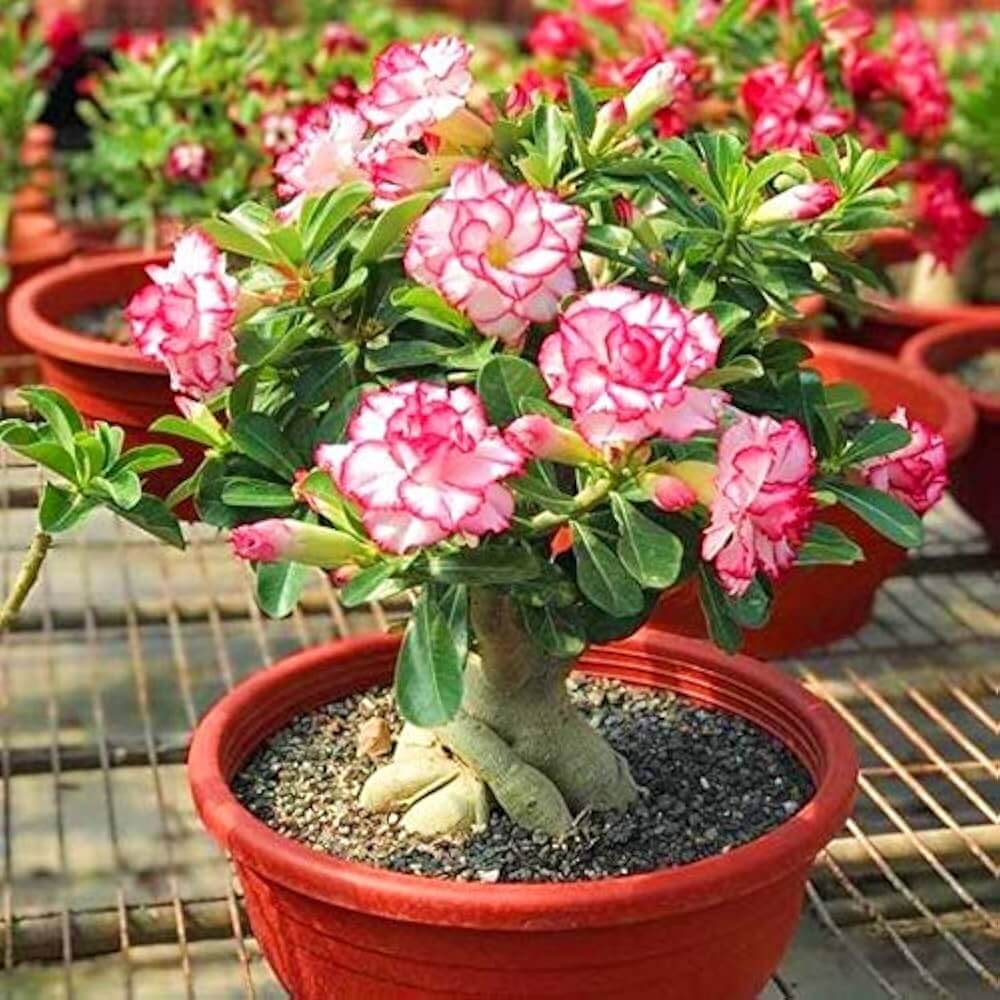 Mixed Desert Rose Seeds - Flower Plant