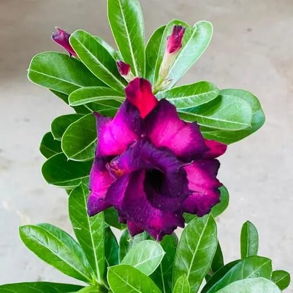 Mixed Desert Rose Seeds - Flower Plant