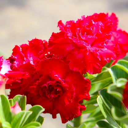 Mixed Desert Rose Seeds - Flower Plant