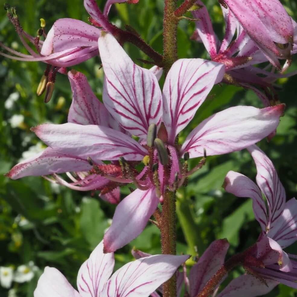 Mixed Dictamnus Seeds