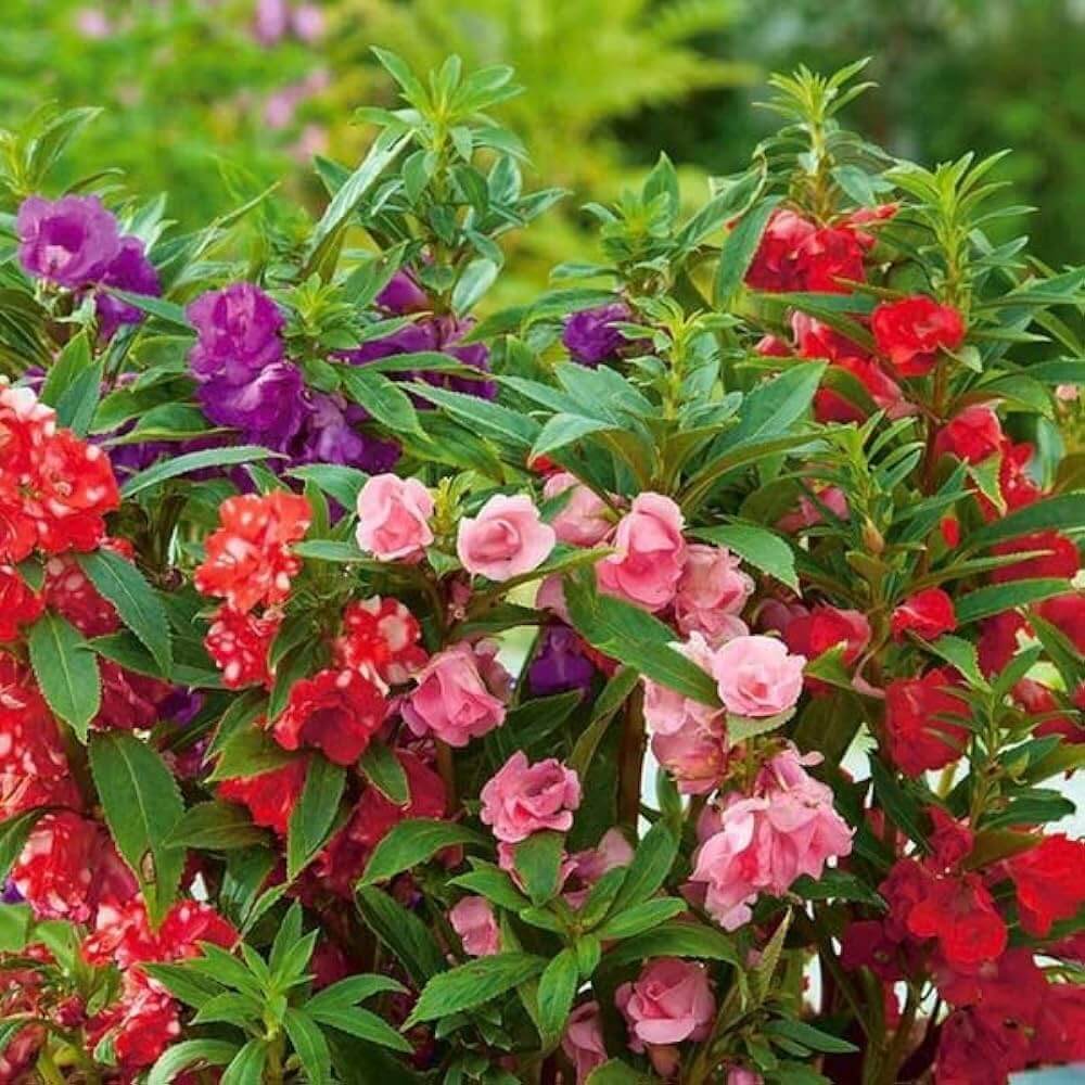 Mixed Double Camellia Seeds