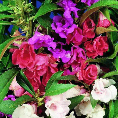 Mixed Double Camellia Seeds
