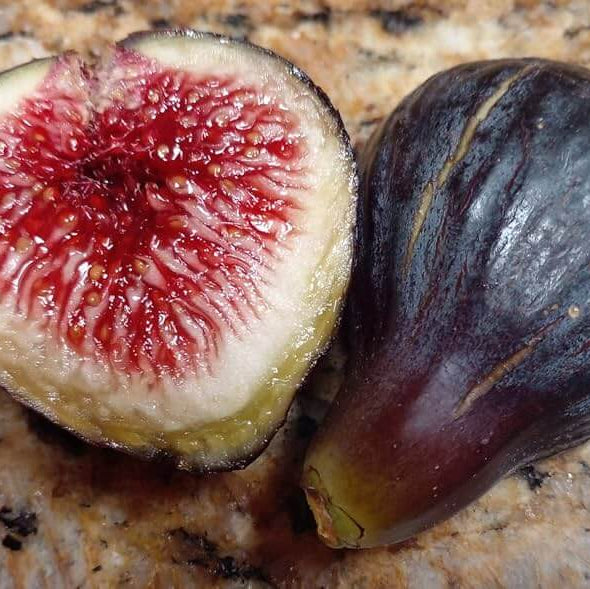 Mixed Fig Seeds - Fruit Plant