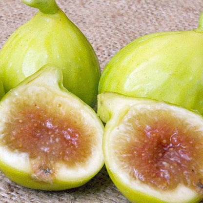 Mixed Fig Seeds - Fruit Plant