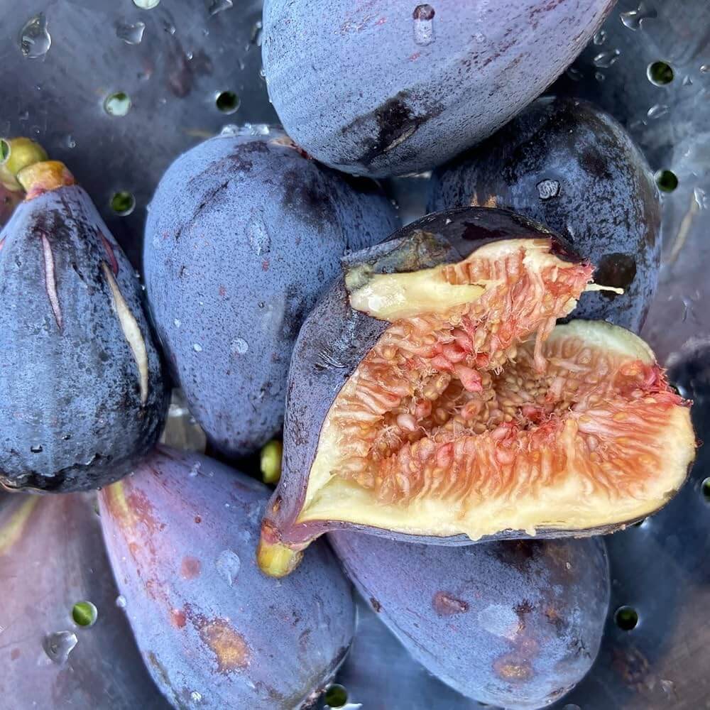 Mixed Fig Seeds - Fruit Plant