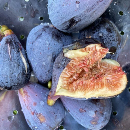 Mixed Fig Seeds - Fruit Plant