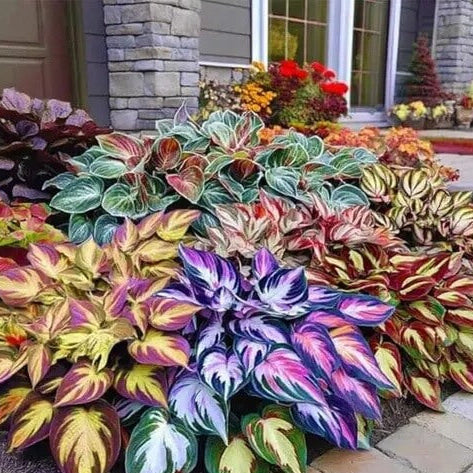 Mixed Hosta Seeds