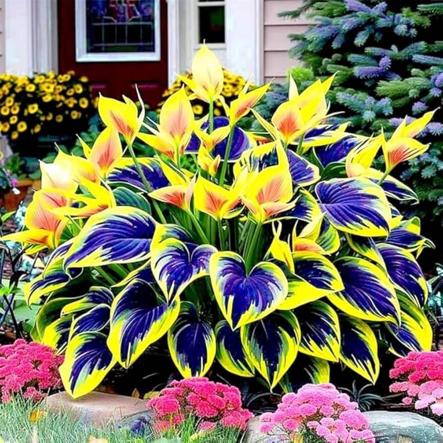 Mixed Hosta Seeds
