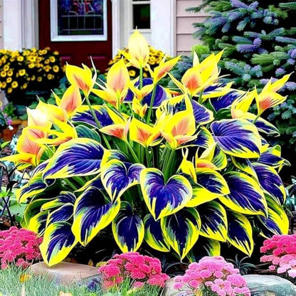 Mixed Hosta Seeds