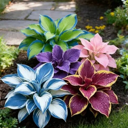 Mixed Hosta Seeds 