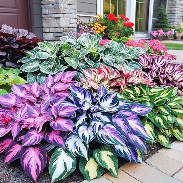 Mixed Hosta Seeds 