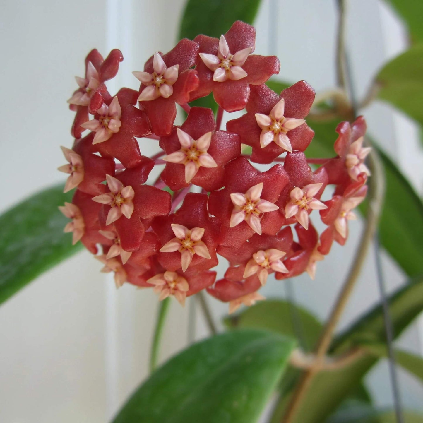 Mixed Hoya Seeds - Flower Plant