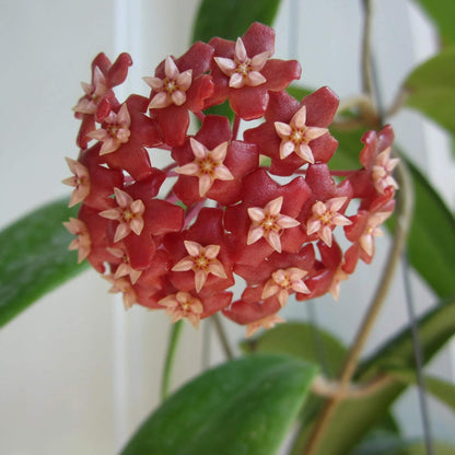 Mixed Hoya Seeds - Flower Plant