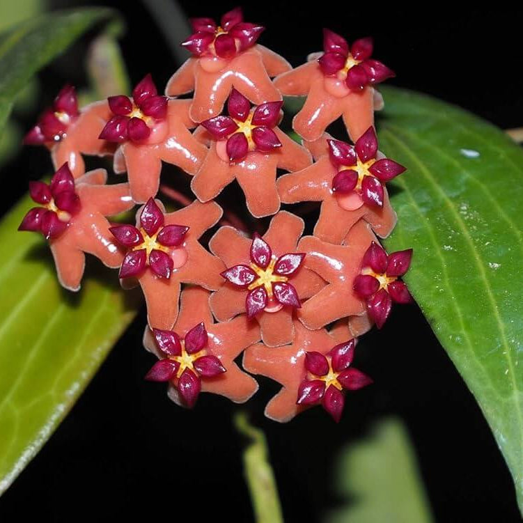 Mixed Hoya Seeds - Flower Plant