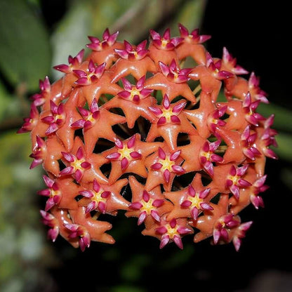 Mixed Hoya Seeds - Flower Plant