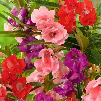 Mixed Impatien Bush Seeds