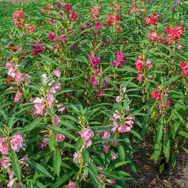 Mixed Impatiens Balsamine Seeds