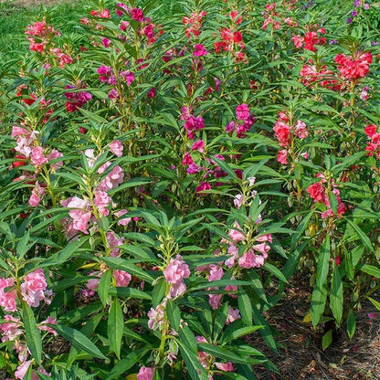 Mixed Impatiens Balsamine Seeds