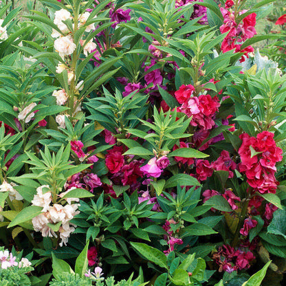 Mixed Impatiens Balsamine Seeds