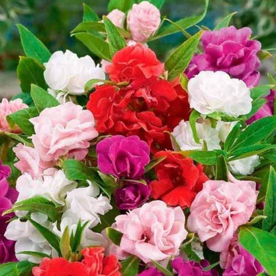 Mixed Impatiens Balsamine Seeds
