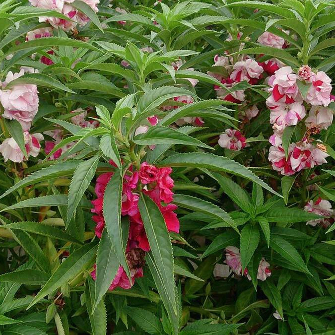 Mixed Impatiens Balsamine Seeds