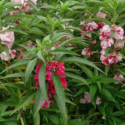Mixed Impatiens Balsamine Seeds