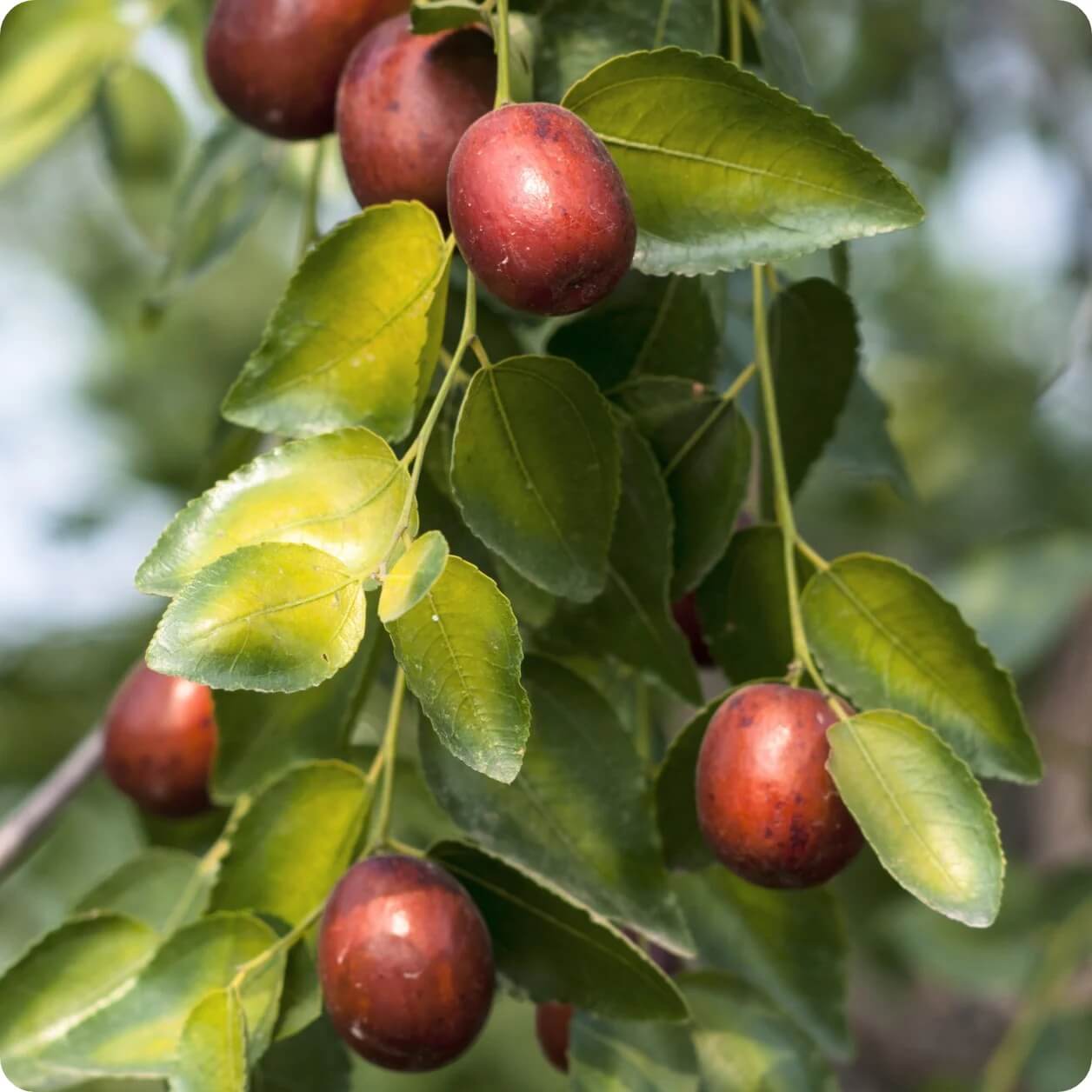 Mixed Jujube Seeds - Fruit Plant