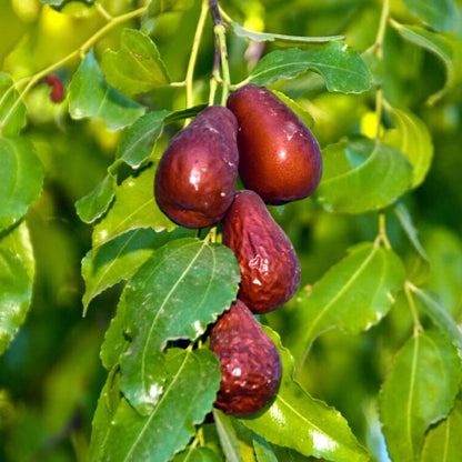Mixed Jujube Seeds - Fruit Plant