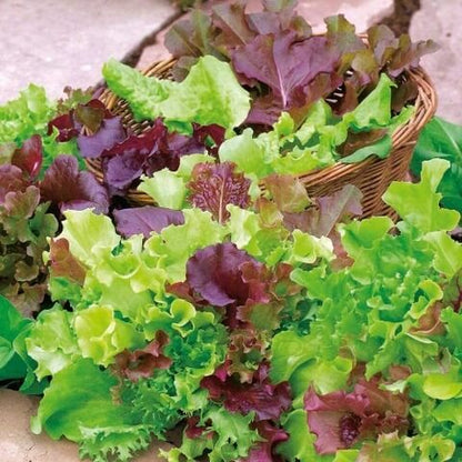 Mixed Lettuce Seeds