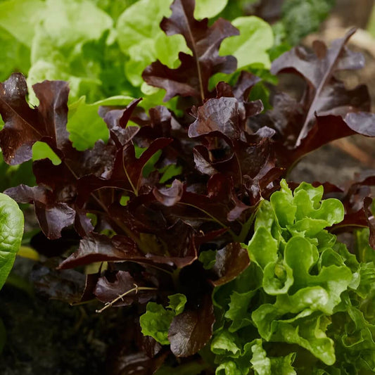Mixed Lettuce Seeds