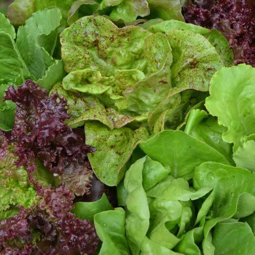 Mixed Lettuce Seeds