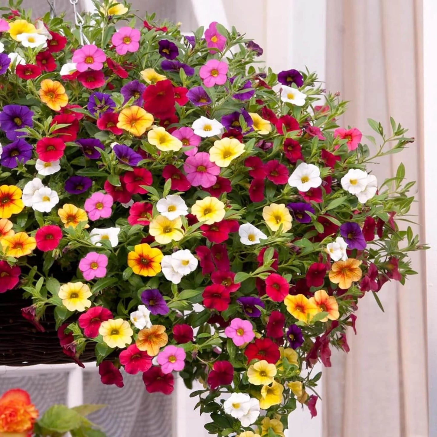 Mixed Million Bells Calibrachoa Seeds