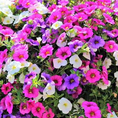 Mixed Million Bells Calibrachoa Seeds