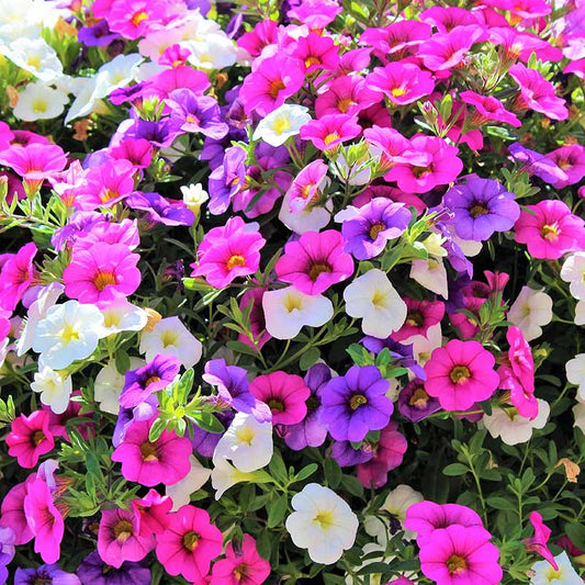 Mixed Million Bells Calibrachoa Seeds