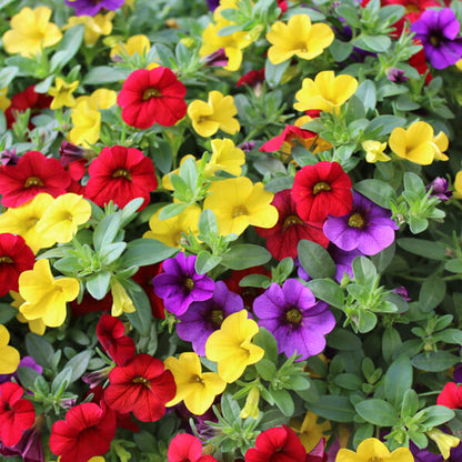 Mixed Million Bells Calibrachoa Seeds