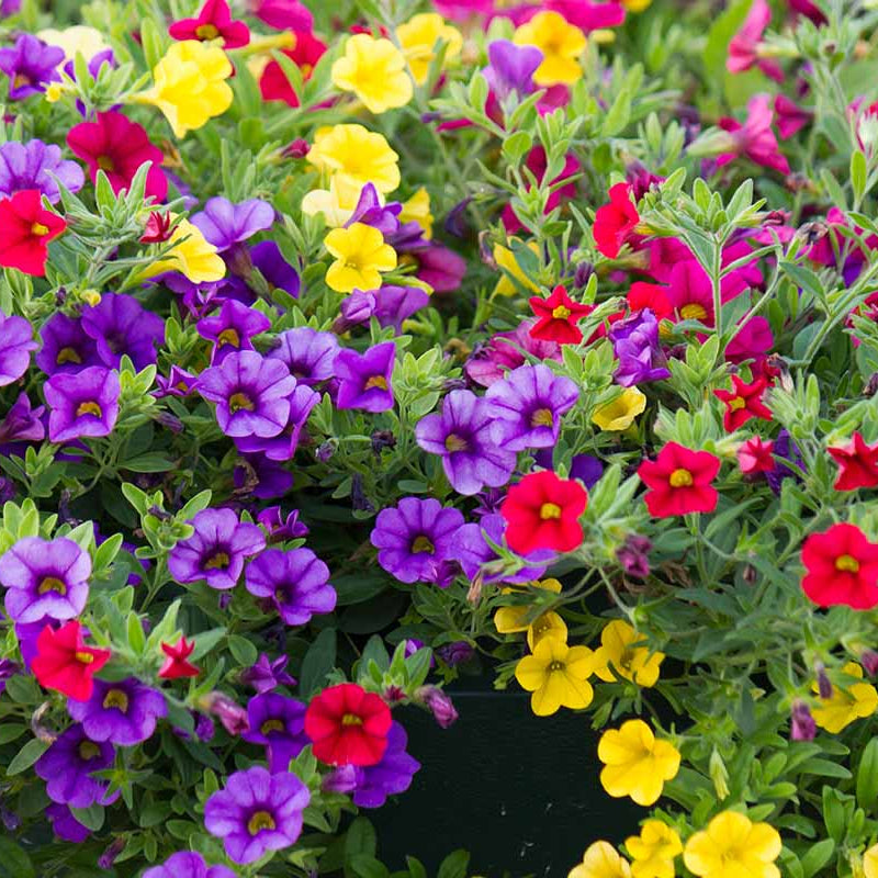 Mixed Million Bells Calibrachoa Seeds