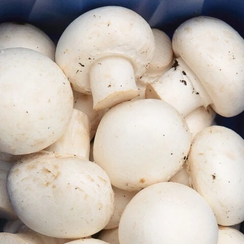 Mixed Mushroom Seeds