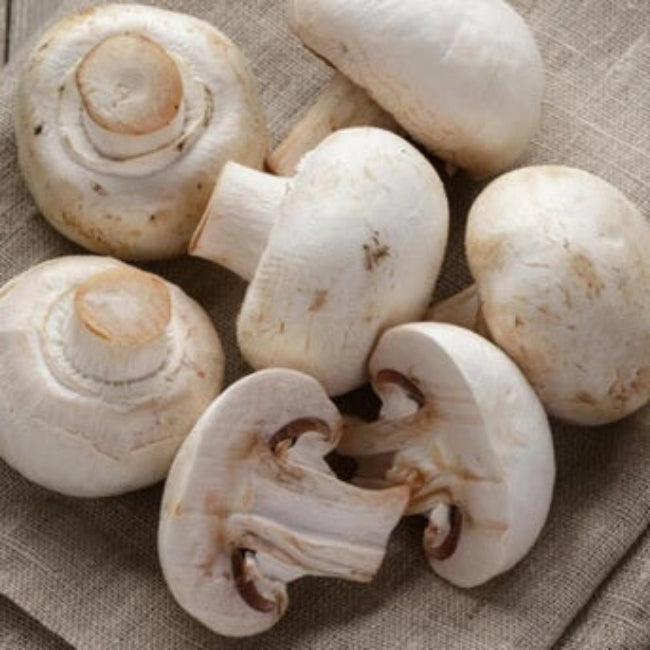 Mixed Mushroom Seeds