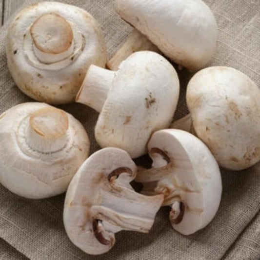 Mixed Mushroom Seeds