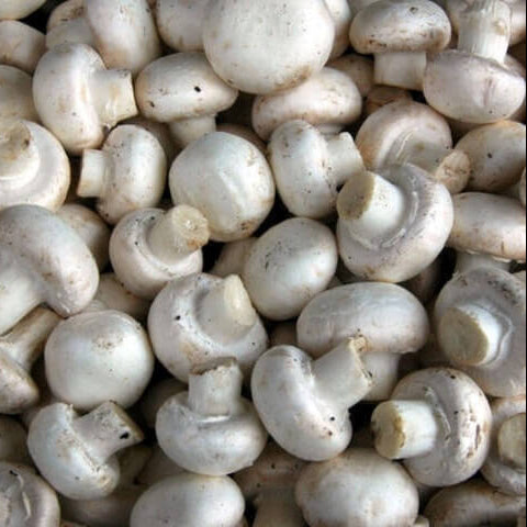 Mixed Mushroom Seeds
