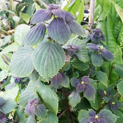 Mixed Perilla Plant Seeds