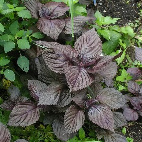 Mixed Perilla Plant Seeds