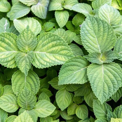 Mixed Perilla Plant Seeds