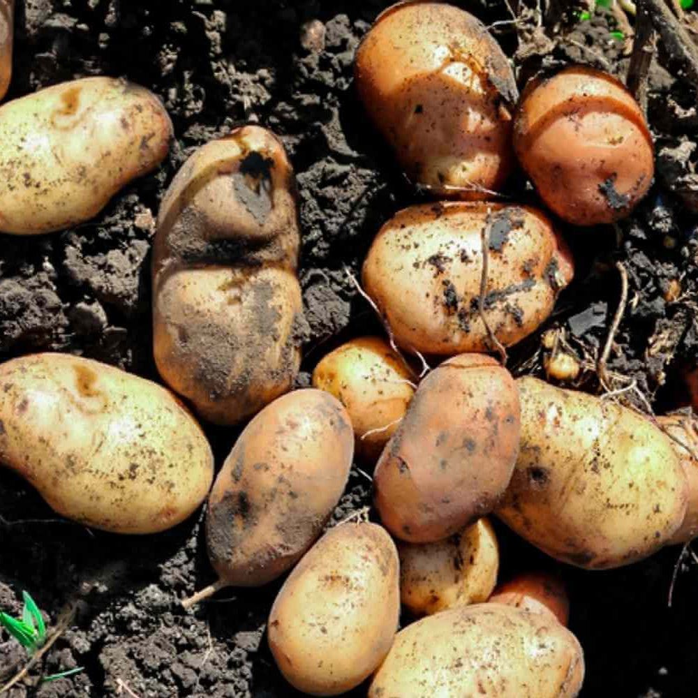 Mixed Potato Seeds