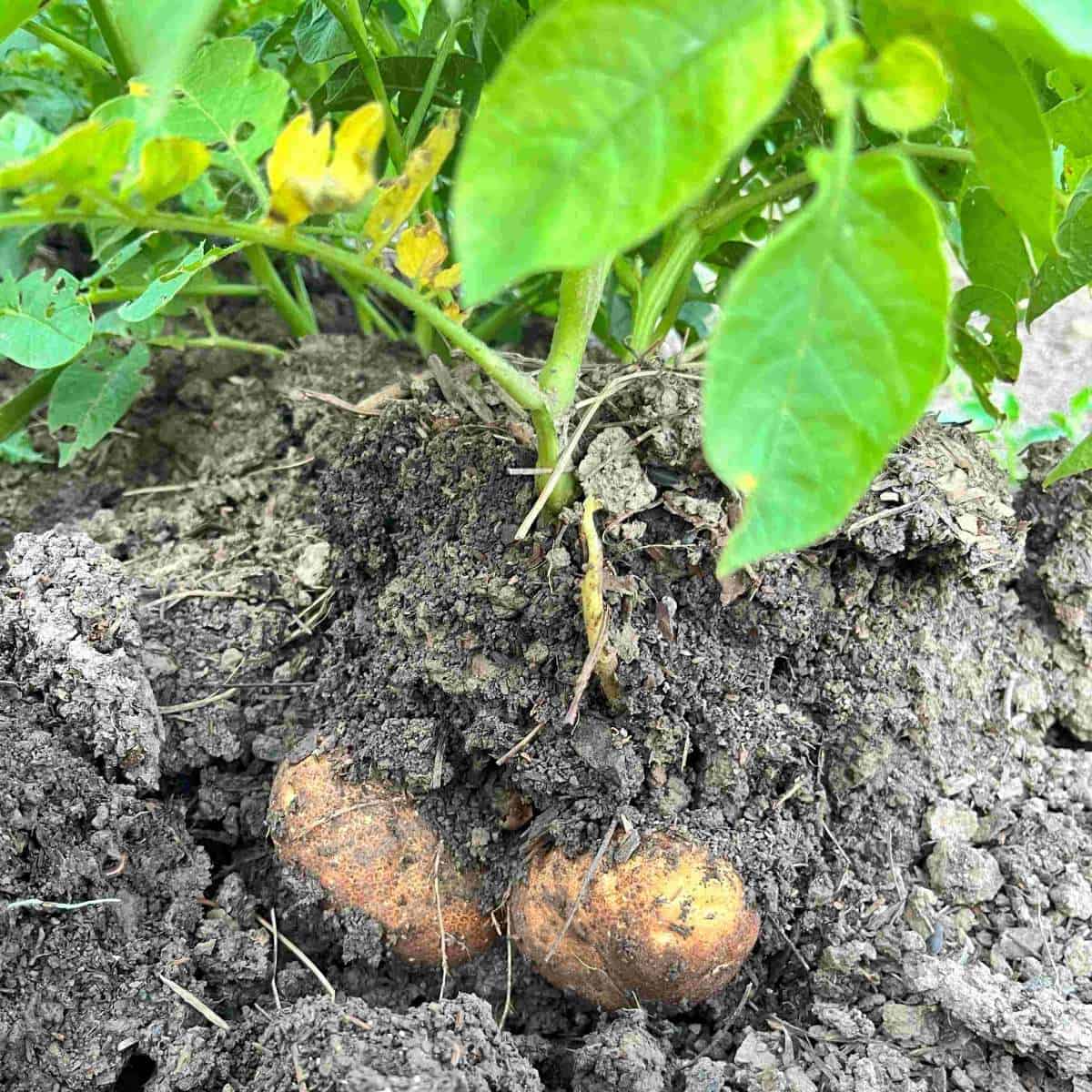 Mixed Potato Seeds