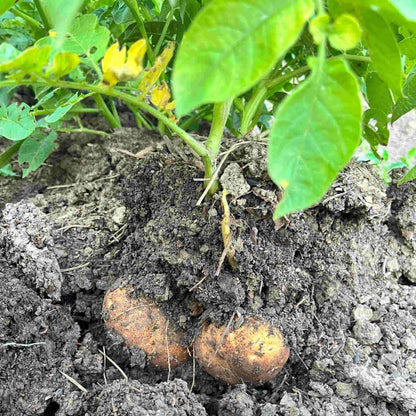 Mixed Potato Seeds