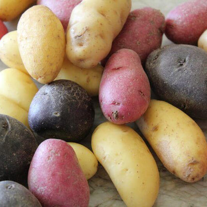 Mixed Potato Seeds