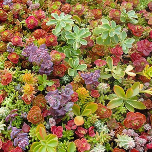 Mixed Sedum Seeds 