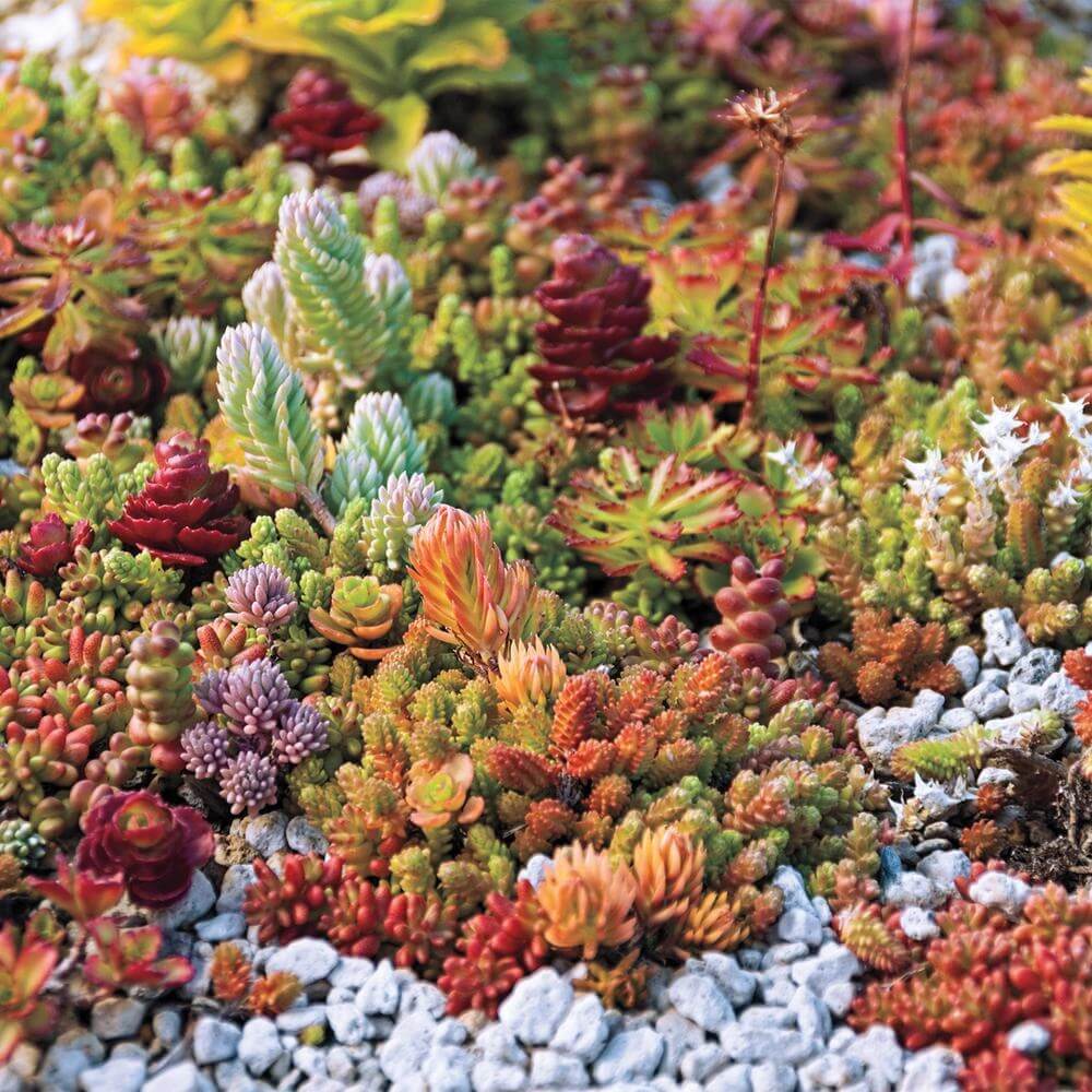 Mixed Sedum Seeds 