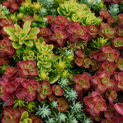 Mixed Sedum Seeds 